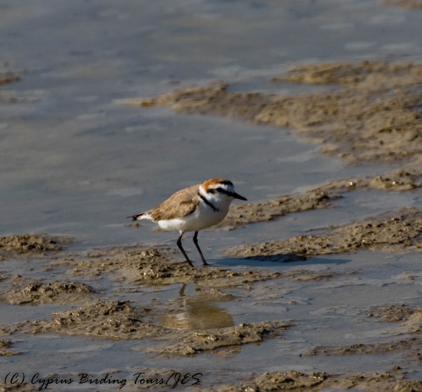 Kentish Plover, Larnaca Airport Pools, 3rd April 2017 (c) Cyprus Birding Tours