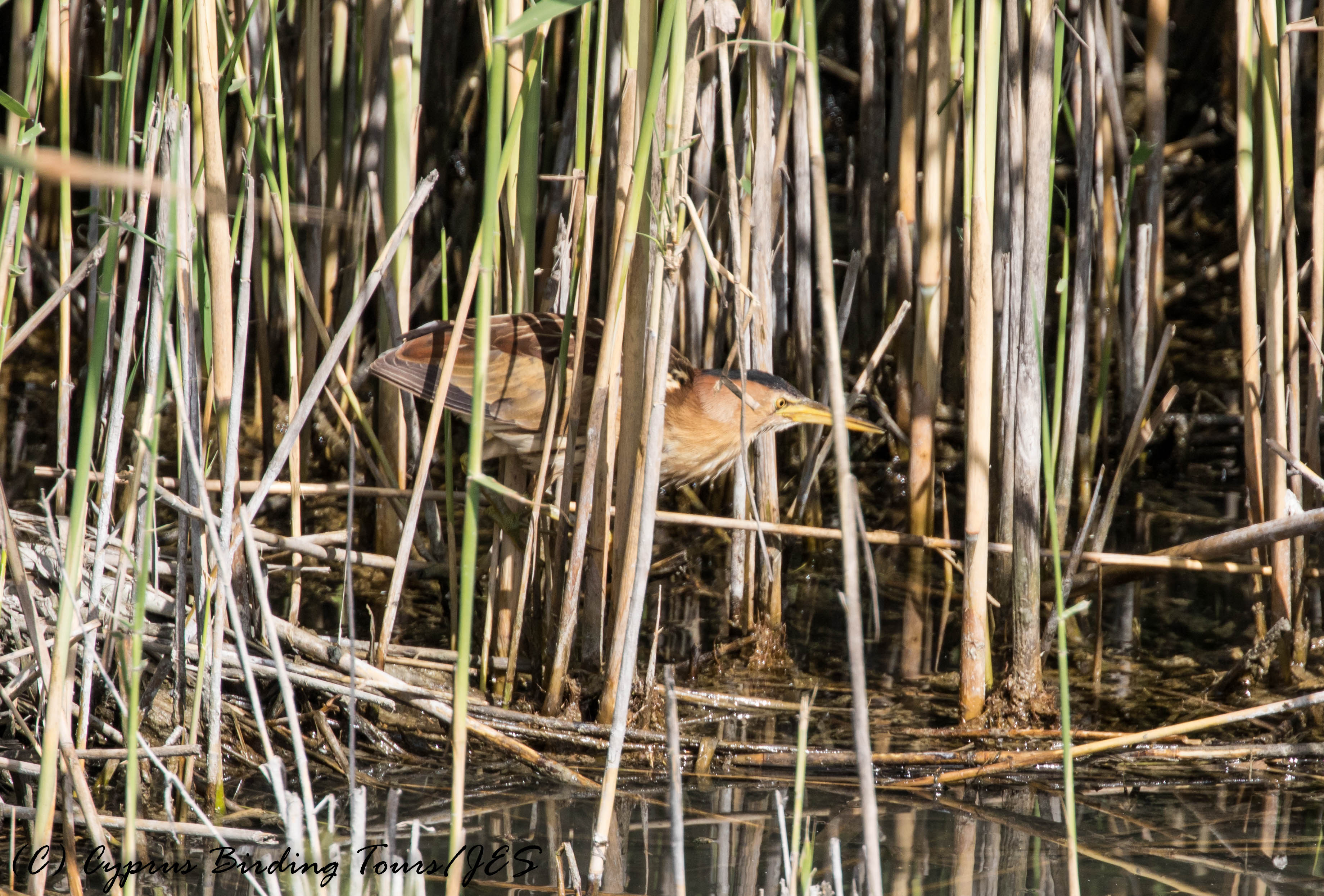 Little Bittern, Zakaki Marsh 26th April 2017 (c) Cyprus Birding Tours 