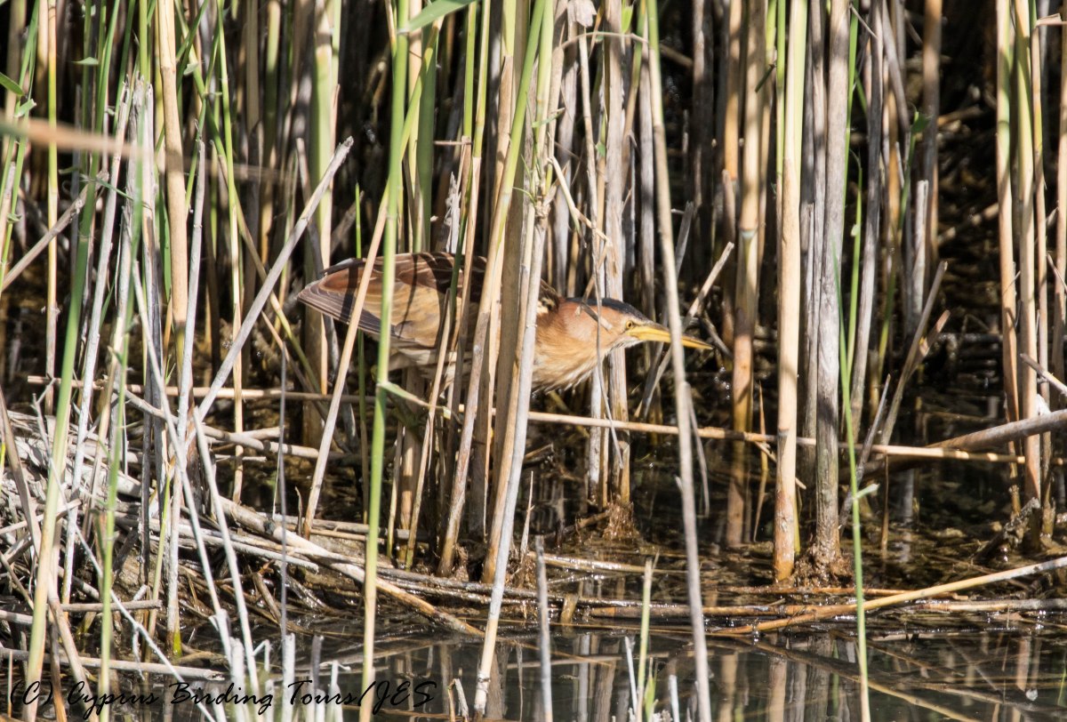 Little Bittern, Zakaki Marsh 26th April 2017 (c) Cyprus Birding Tours