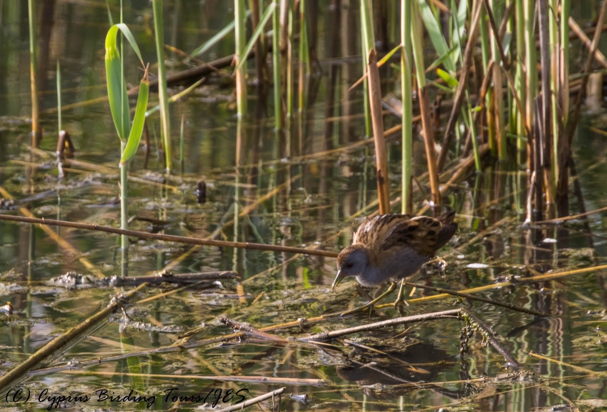 Little Crake, Zakaki Marsh 1st April 2017 (c) Cyprus Birding Tours