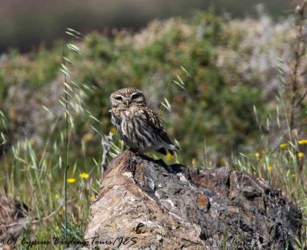 Little Owl, Anarita Park, 4th April 2017 (c) Cyprus Birding Tours
