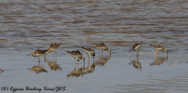 Ruff, Lady's Mile, 22nd April 2017 (c) Cyprus Birding Tours