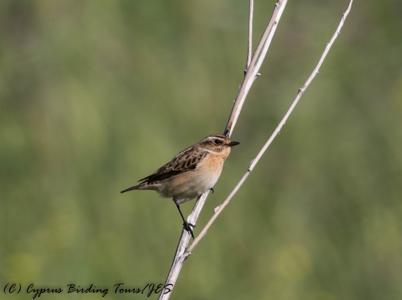 Whinchat, Anarita Park 19th April 2017 (c) Cyprus Birding Tours