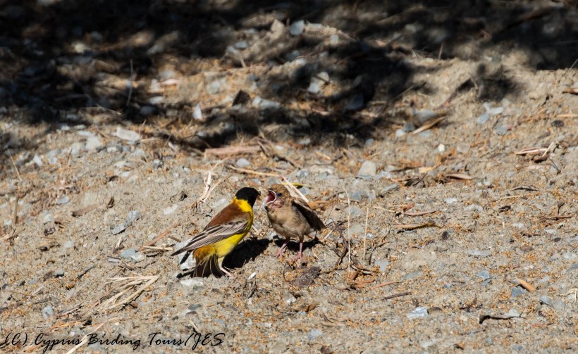 Black-headed Bunting, Prastio Kellakiou, 29th May 2017 (c) Cyprus Birding Tours