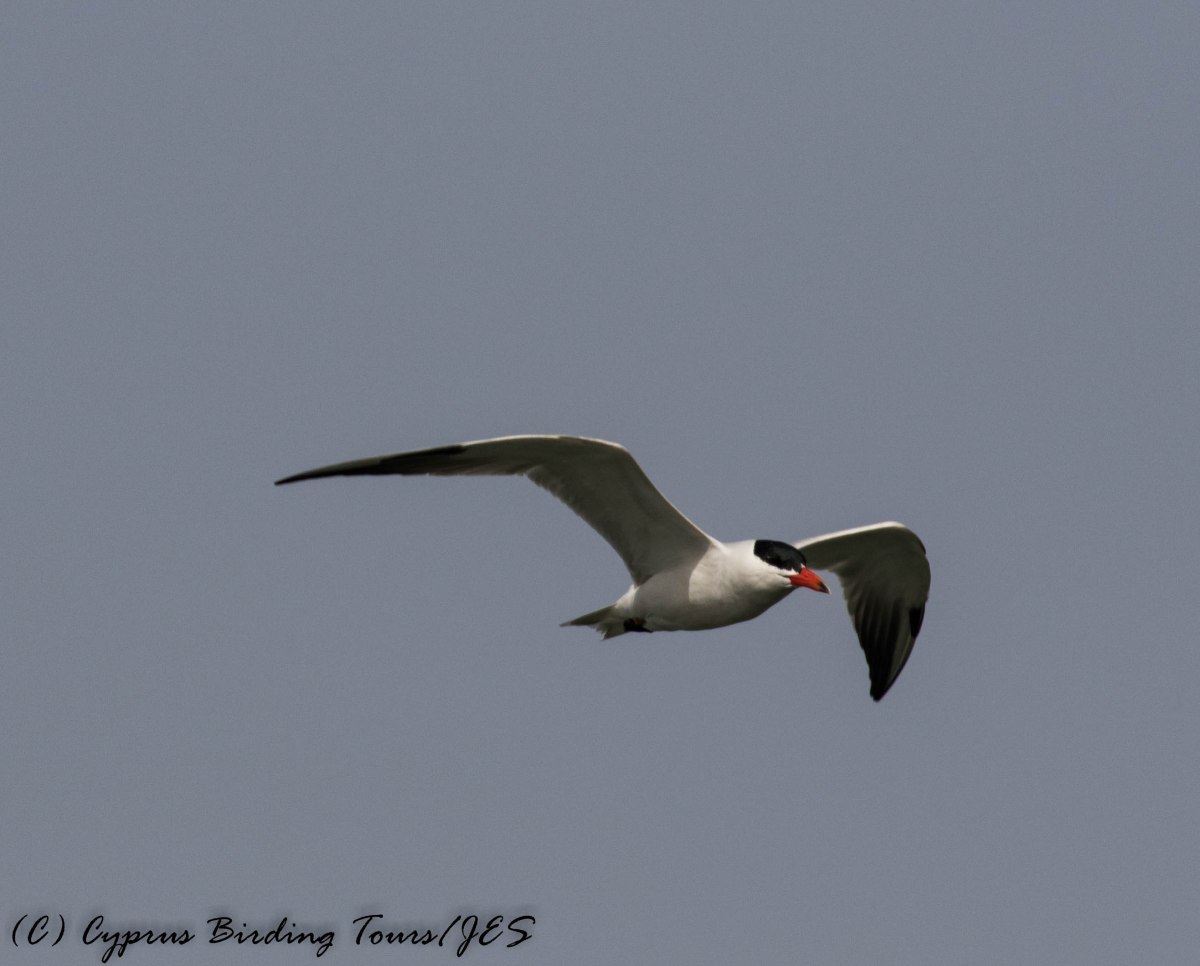 Caspian Tern, Larnaca Sewage Works 14th May 2017 (c) Cyprus Birding Tours