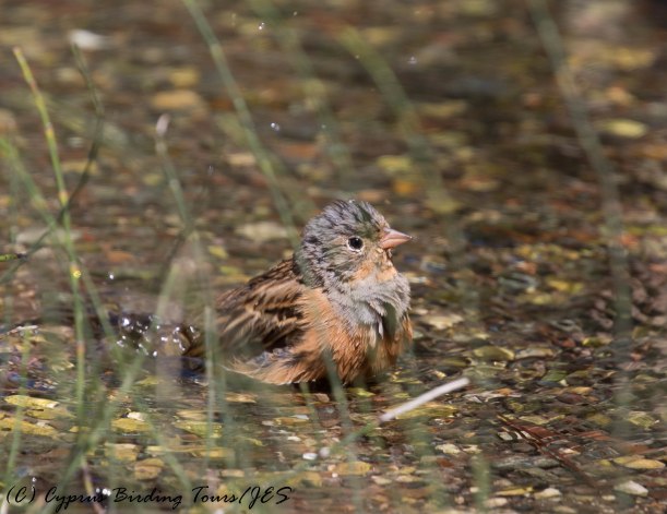 Cretzschmar's Bunting, Agios Minas 10th May 2017 (c) Cyprus Birding Tours