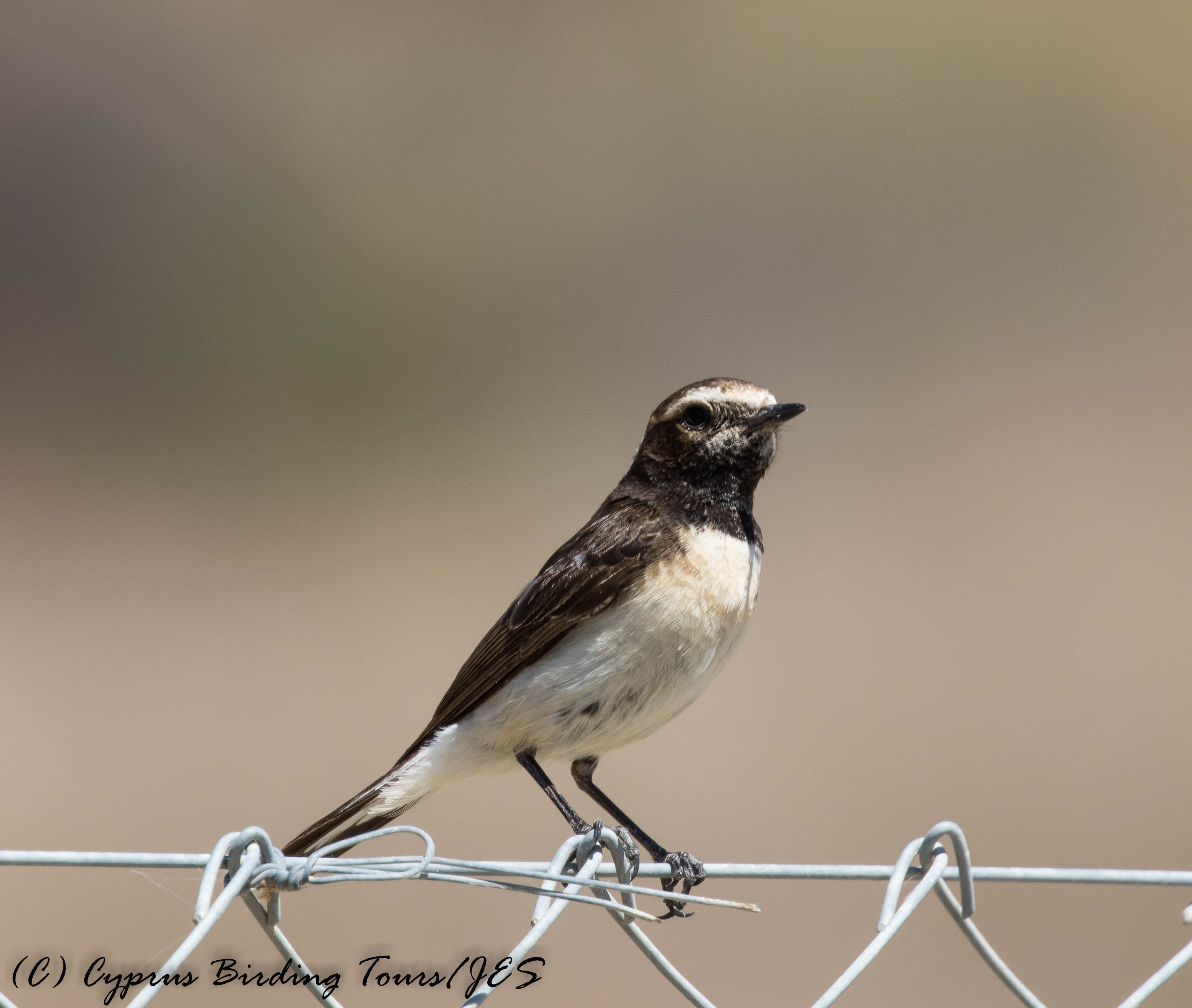 Cyprus Wheatear, Germasogeia Dam, 29th May 2017 (c) Cyprus Birding Tours