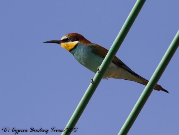European Bee-eater, Latchi 10th May 2017 (c) Cyprus Birding Tours