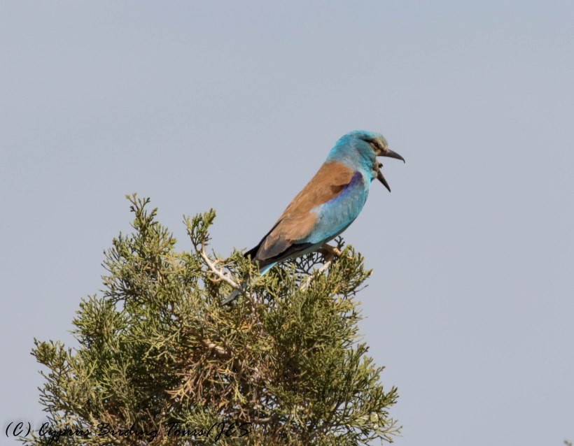 European Roller, Anarita Park, 9th May 2017 (c) Cyprus Birding Tours