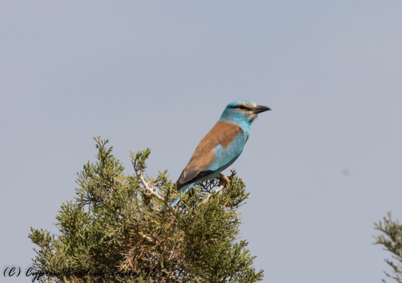 European Roller, Anarita Park, 9th May 2017 (c) Cyprus Birding Tours