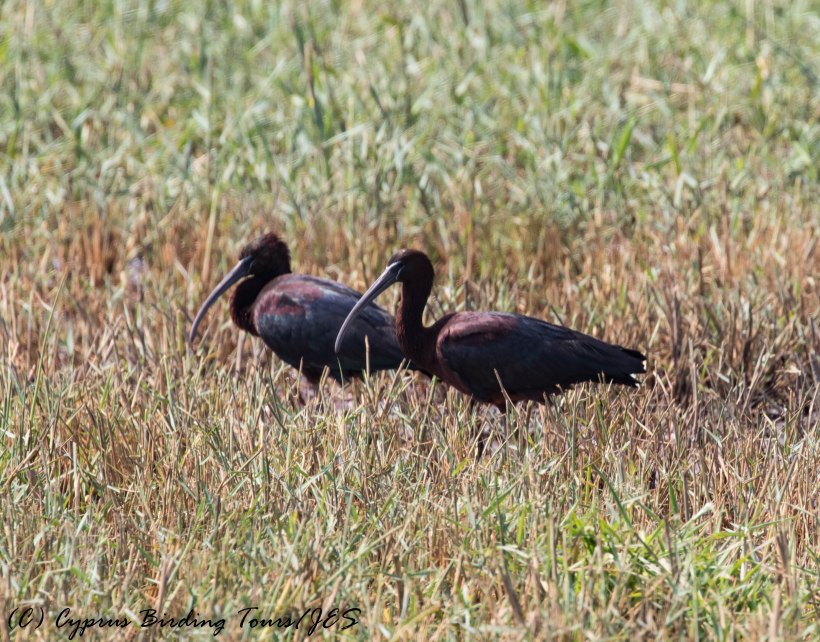 Glossy Ibis, Phasouri 5th May 2017 (c) Cyprus Birding Tours