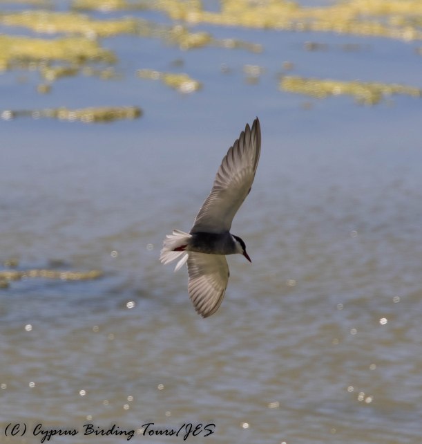 Whiskered Tern, Oroklini Marsh 17th May 2017 (c) Cyprus Birding Tours