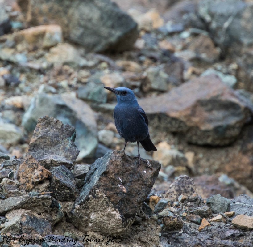 Blue Rock Thrush, Amiantos 6th June 2017 (c) Cyprus Birding Tours