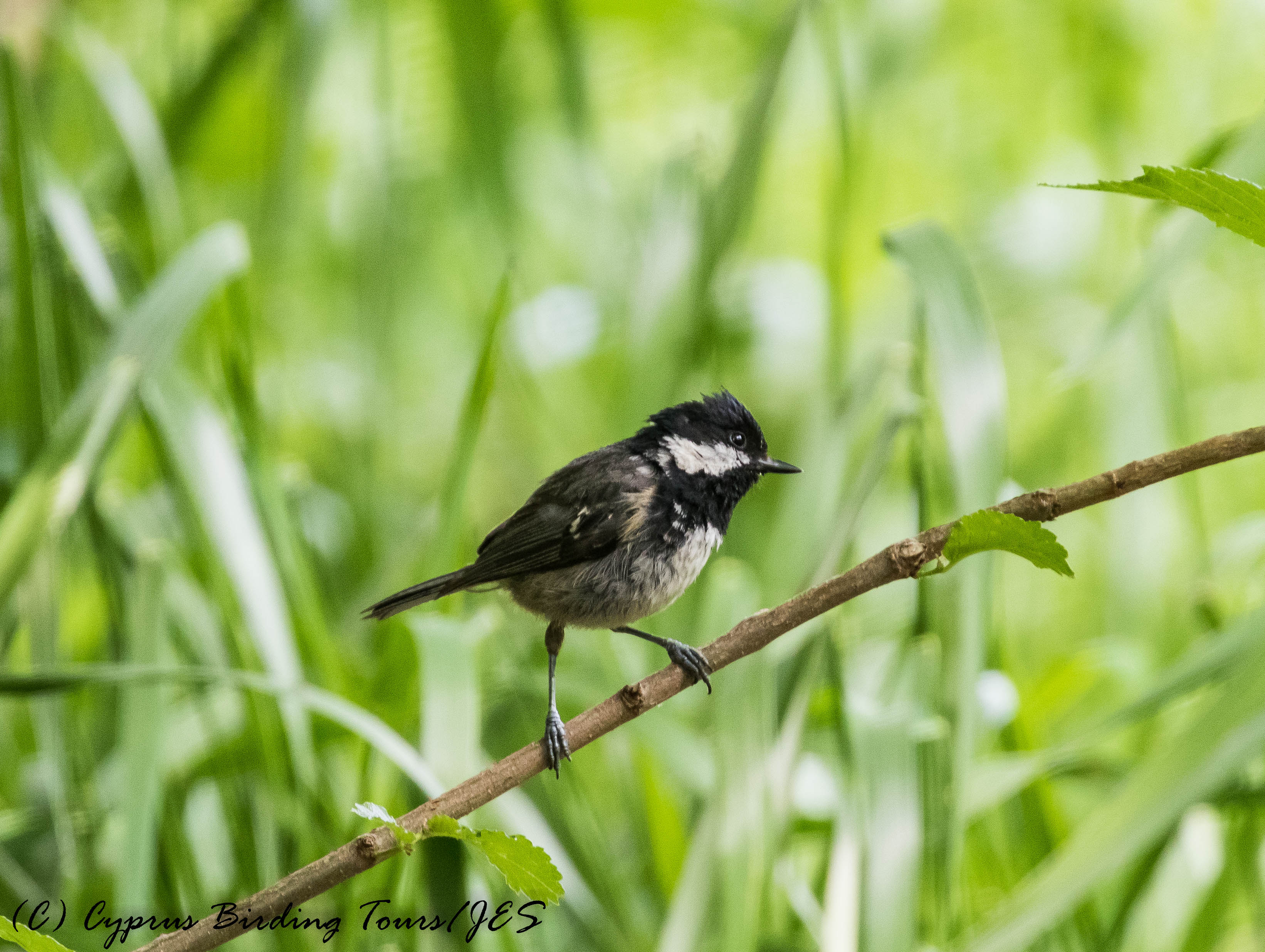 Coal Tit, Troodos 6th June 2017(c) Cyprus Birding Tours