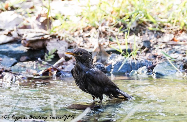Female Eurasian Blackbird taking a bath, Platania 20th June 2017 (c) Cyprus Birding Tours