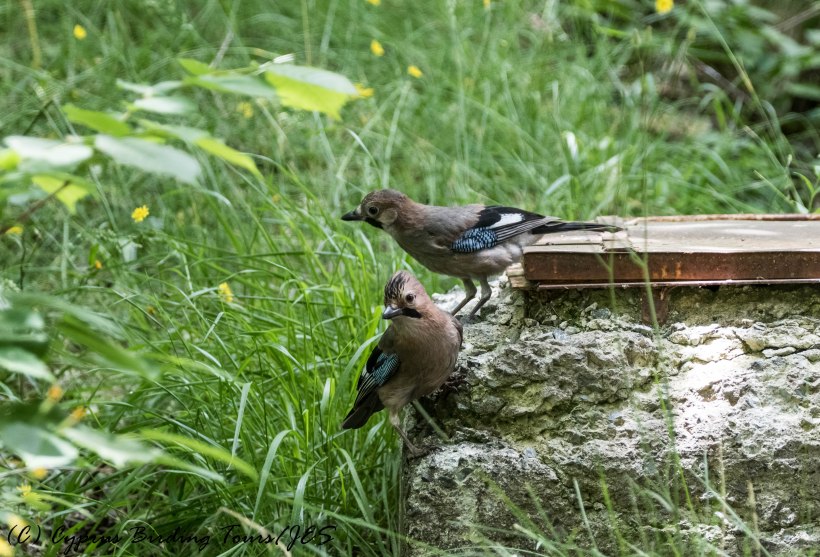 Eurasian Jay, Livadi tou Pashia 20th June 2017 (c) Cyprus Birding Tours