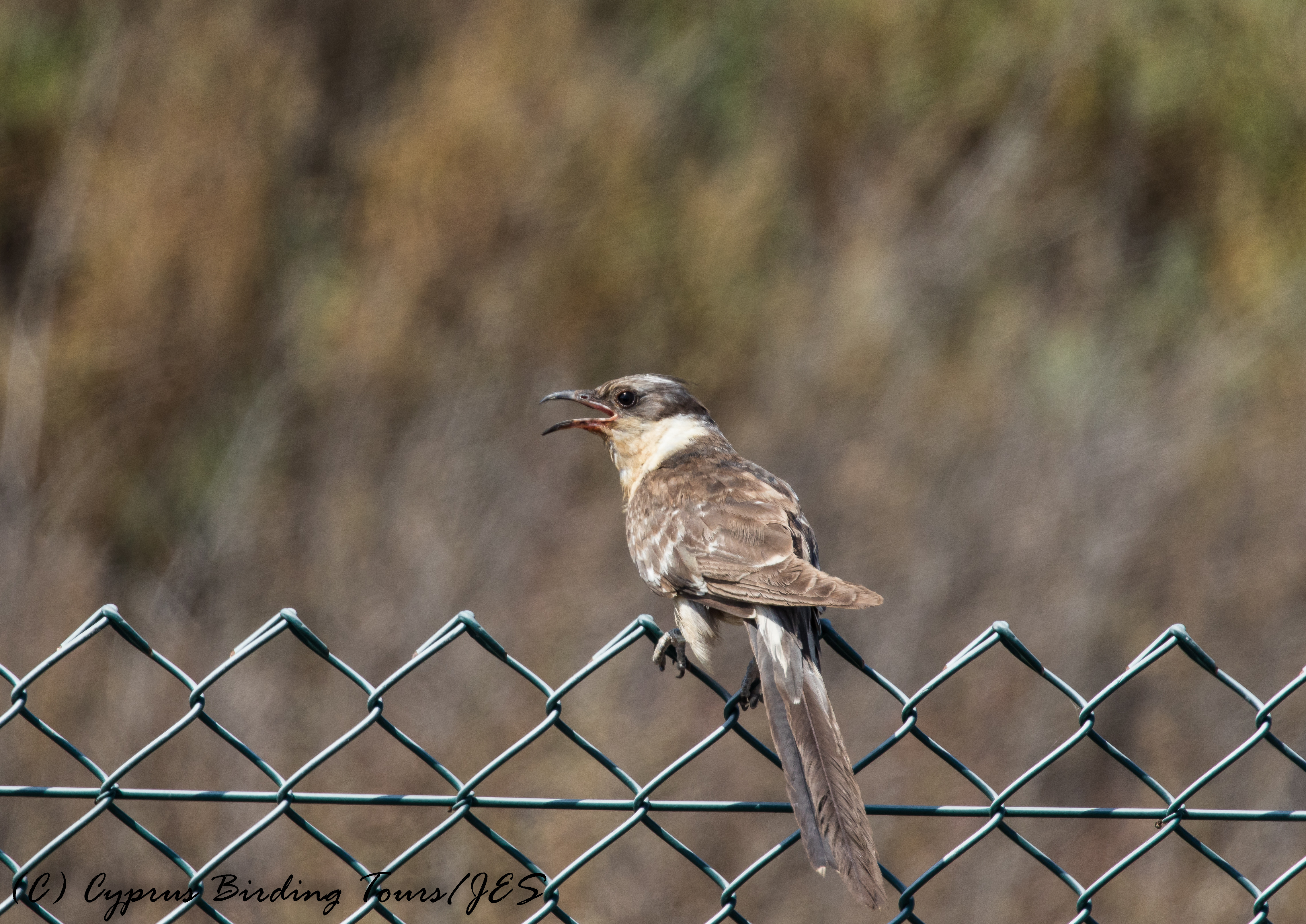 Great Spotted Cuckoo, Larnaca Sewage Works 30th June 2017 (c) Cyprus Birding Tours