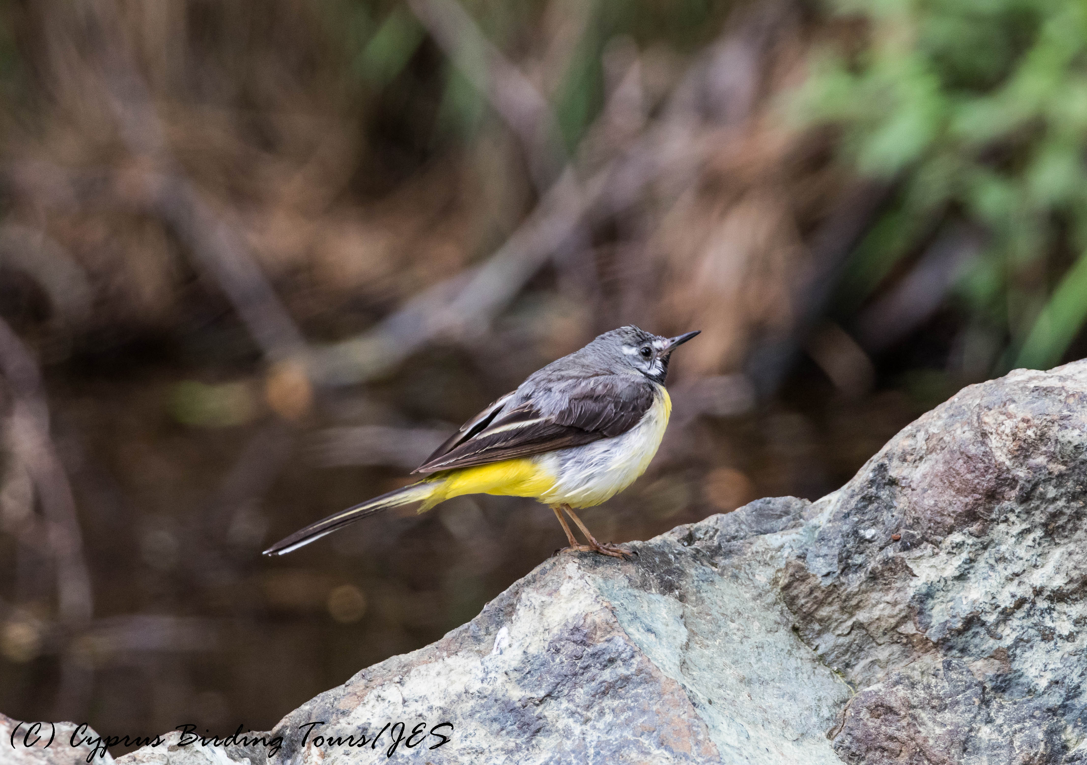 Grey Wagtail, Troodos 20th June 2017 (Cyprus Birding Tours)