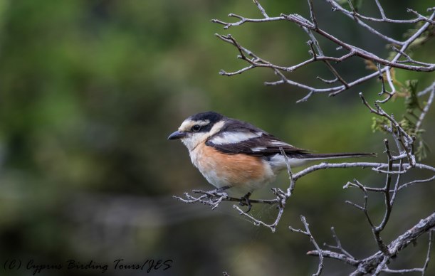 Masked Shrike, Livadi tou Pashia 20th June 2017 (c) Cyprus Birding Tours