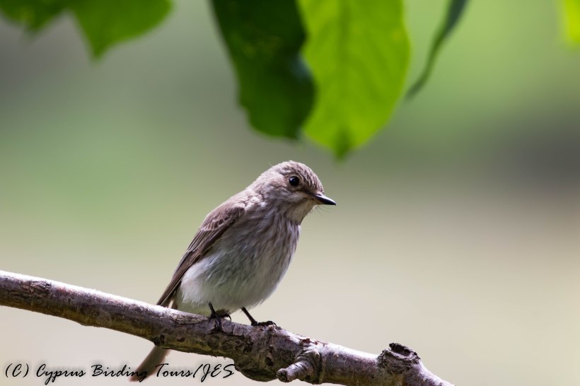 Spotted Flycatcher, Troodos 6th June 2017 (c) Cyprus Birding Tours