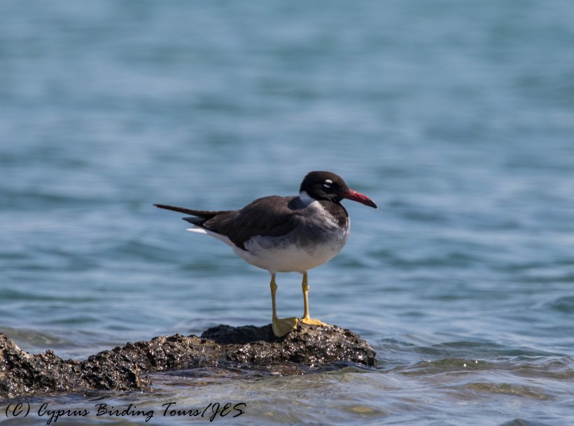 White-eyed Gull, Larnaca 23rd June 2017 (c) Cyprus Birding Tours