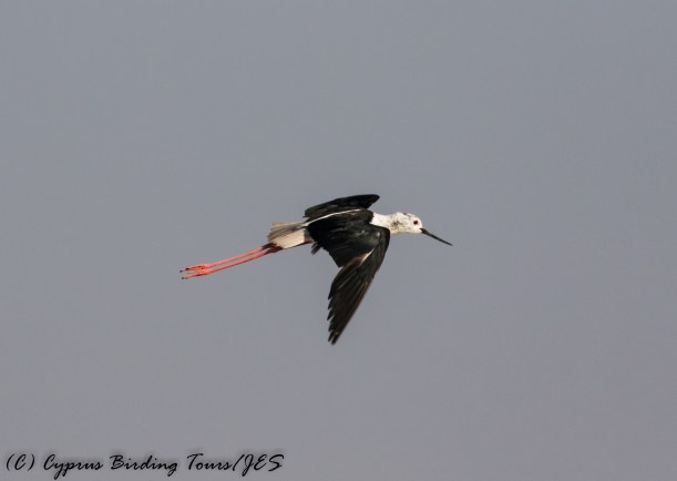 Black-winged Stilt, Larnaca Sewage Works 17th July 2017 (c) Cyprus Birding Tours