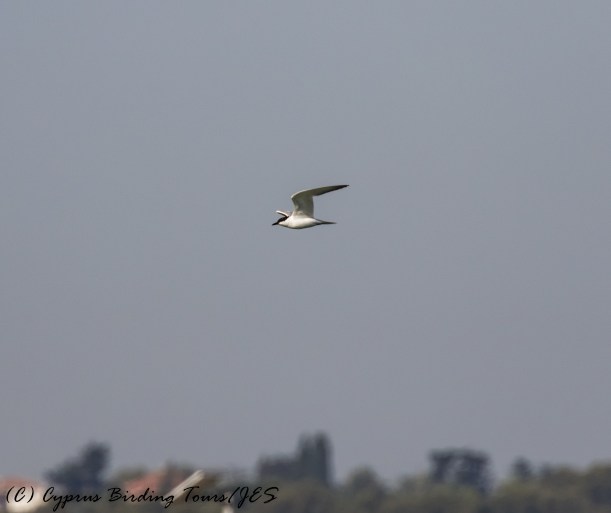 Gull-billed Tern, Larnaca Sewage Works 11th July 2017 (c) Cyprus Birding Tours