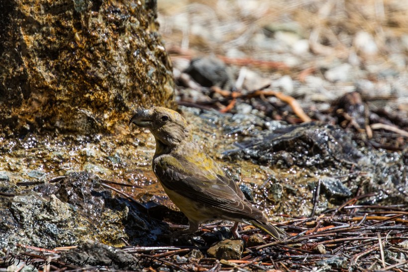 Red Crossbill, Troodos 7th July 2017 (c) Cyprus Birding Tours