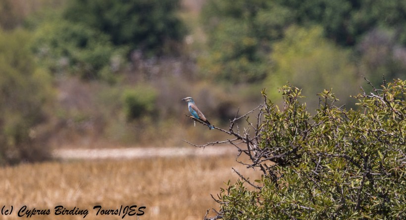 European Roller, Arodes, 10th August 2017 (c) Cyprus Birding Tours