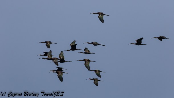 Glossy Ibis, Polis Chrysochou Bay 11th August 2017 (c) Cyprus Birding Tours