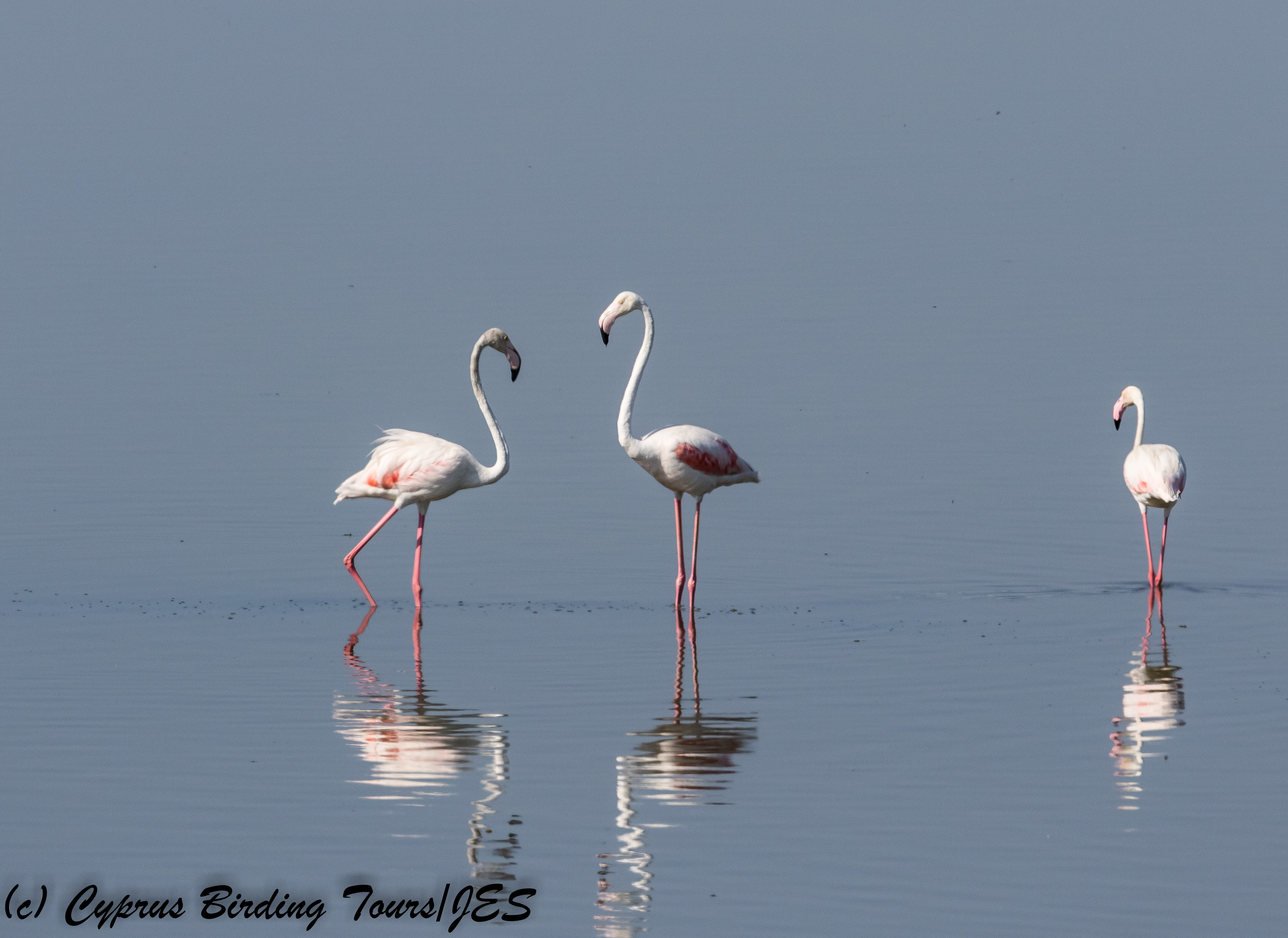 Greater Flamingo. Larnaca Sewage Works 15th August 2017 (c) Cyprus Birding Tours