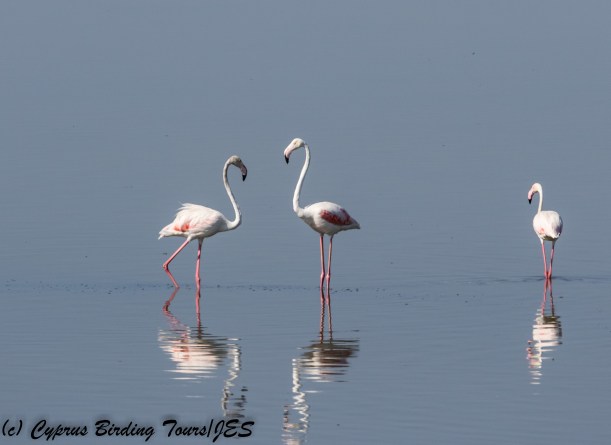 Greater Flamingo. Larnaca Sewage Works 15th August 2017 (c) Cyprus Birding Tours
