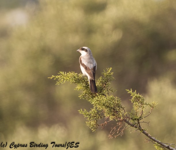 Lesser Grey Shrike, Agia Napa Sewage Works 14th August 2017 (c) Cyprus Birding Tours