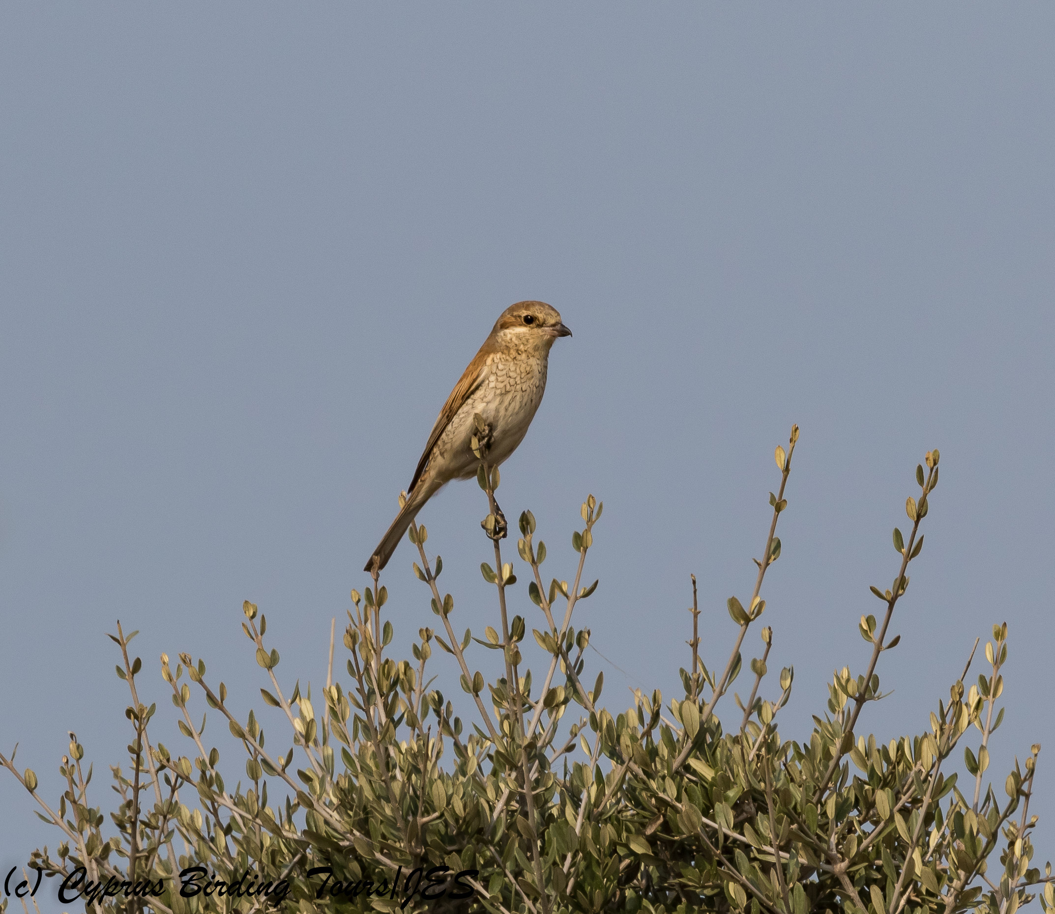 Red-backed Shrike female, Agia Napa Sewage Works 14th August 2017 (c) Cyprus Birding Tours