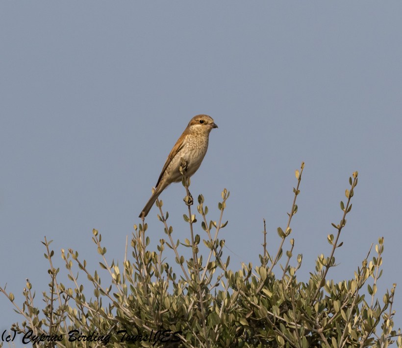 Red-backed Shrike female, Agia Napa Sewage Works 14th August 2017 (c) Cyprus Birding Tours