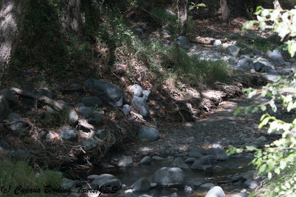 Stream on Mylikouri Trail 8th August 2017 (c) Cyprus Birding Tours