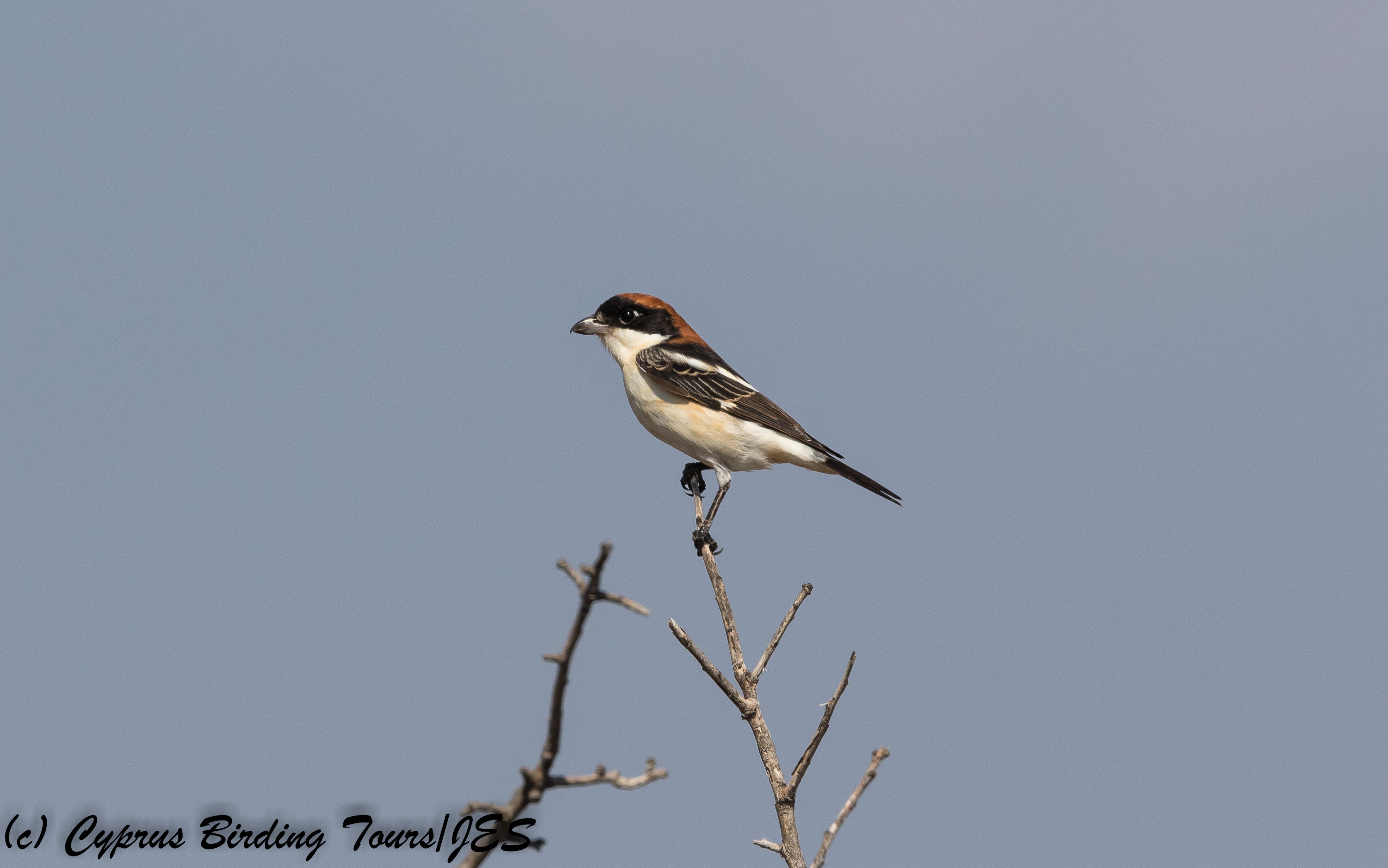Woodchat Shrike, Androlikou 11th August 2017 (c) Cyprus Birding Tours