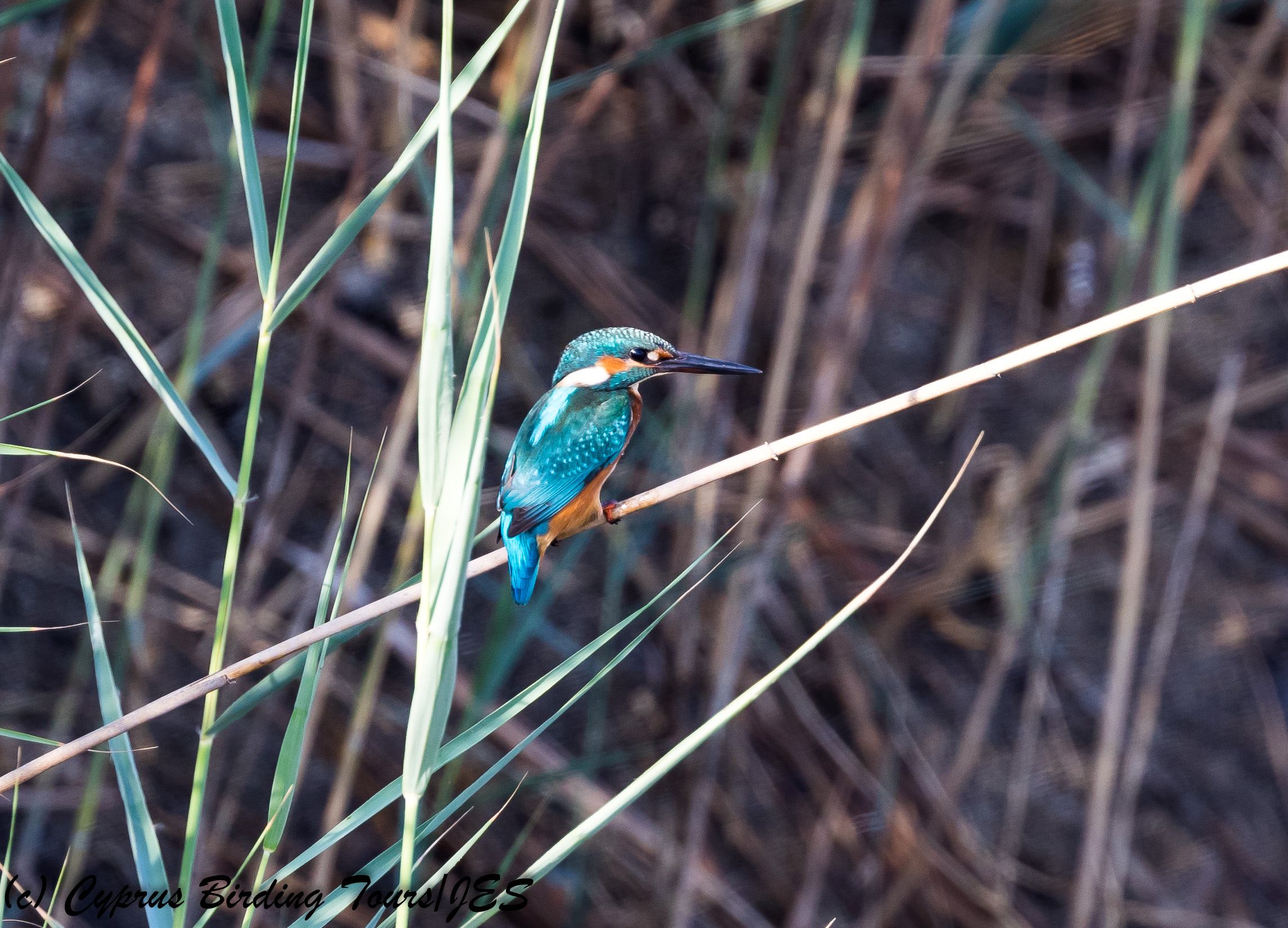 Common Kingfisher, Phasouri Reed Beds 13th September 2017 (c) Cyprus Birding Tours
