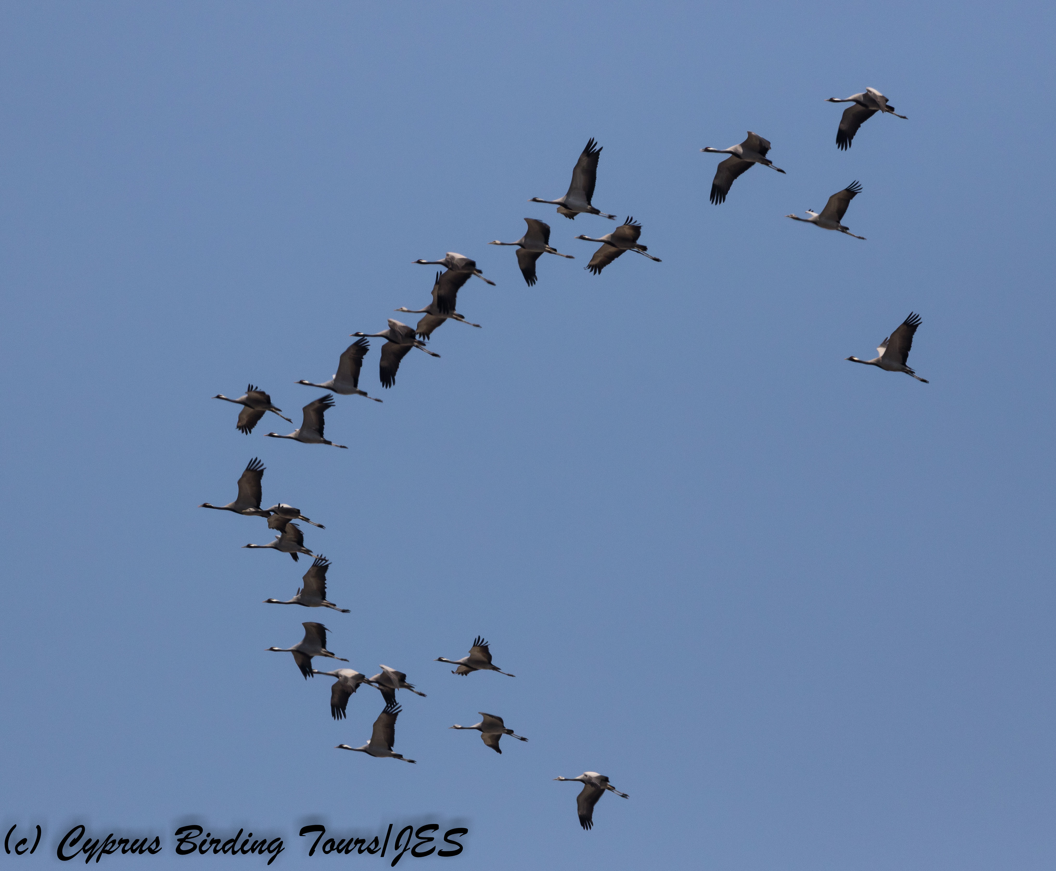 Demoiselle Crane, Akrotiri Salt Lake 1st September 2017 (c) Cyprus Birding Tours