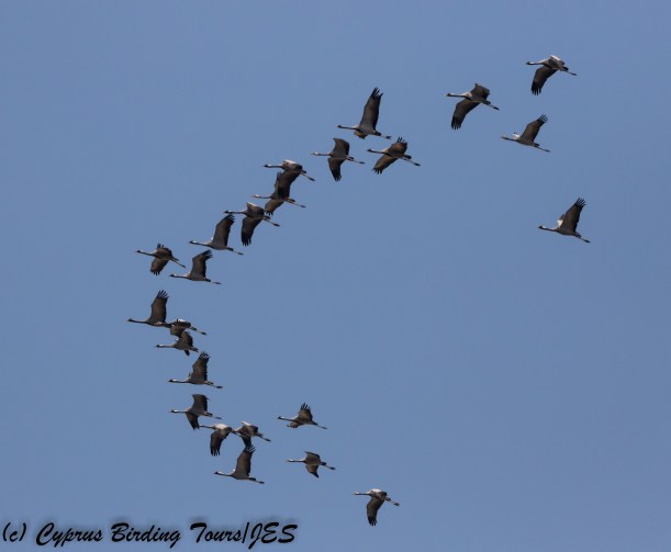 Demoiselle Crane, Akrotiri Salt Lake 1st September 2017 (c) Cyprus Birding Tours