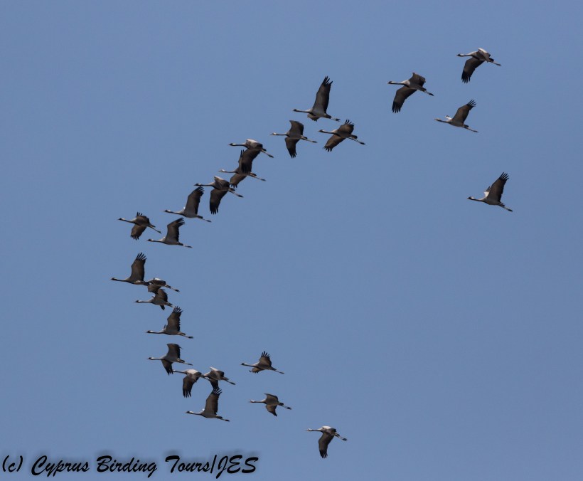 Demoiselle Crane, Akrotiri Salt Lake 1st September 2017 (c) Cyprus Birding Tours