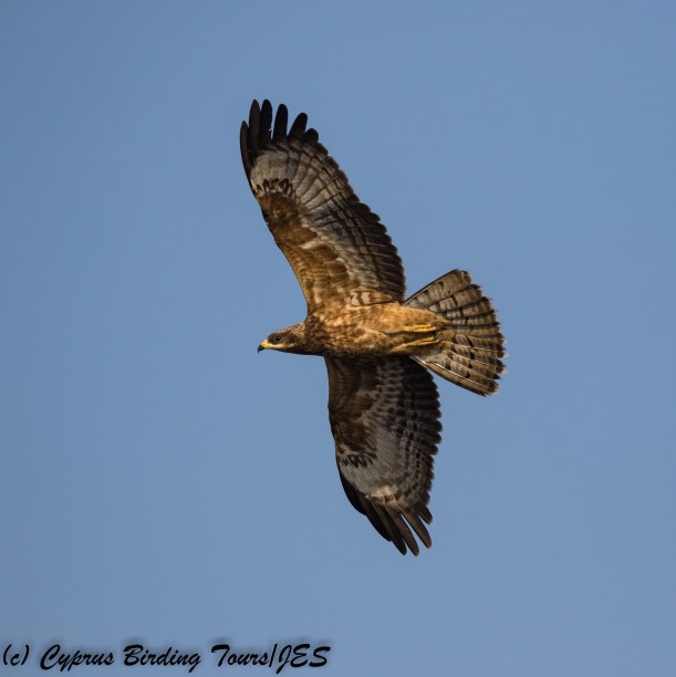 European Honey Buzzard, Cape Greco 20th September 2017 (c) Cyprus Birding Tours