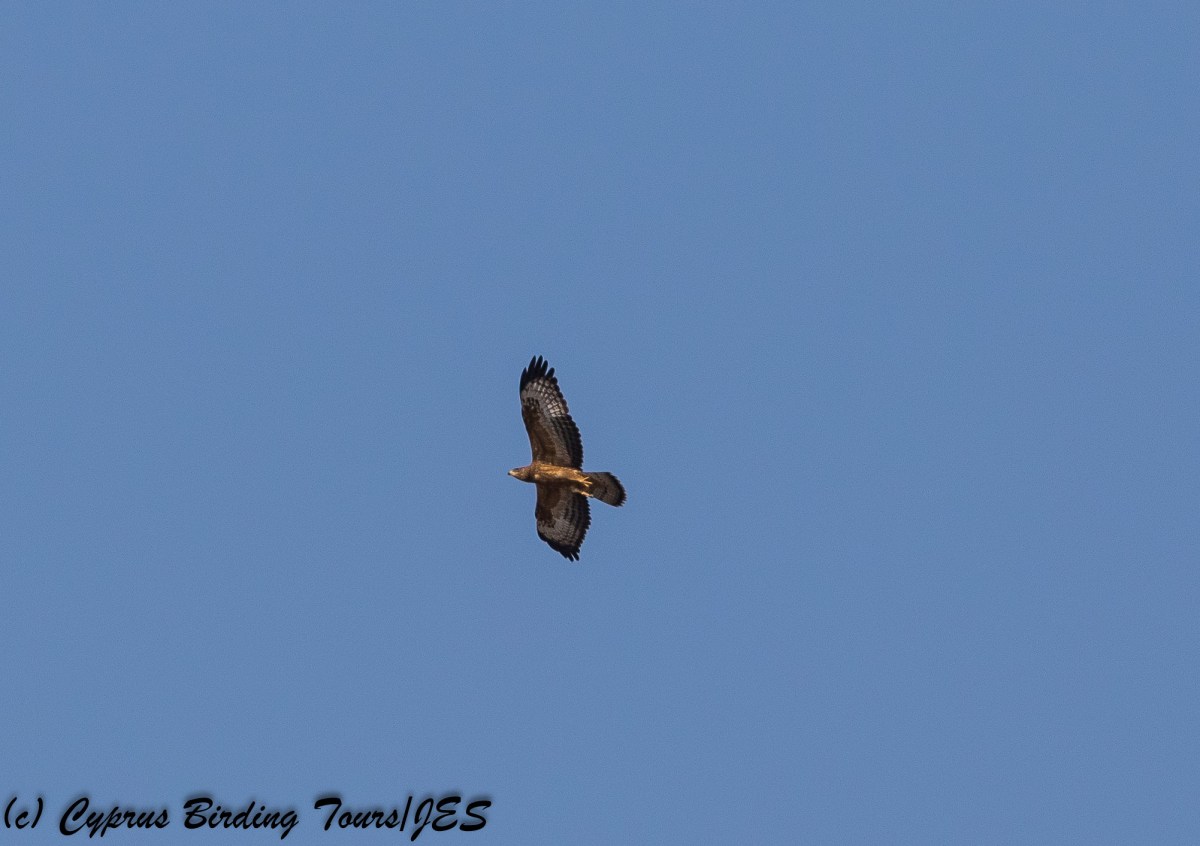 European Honey Buzzard, Phasouri Reed Beds 13th September 2017 (c) Cyprus Birding Tours
