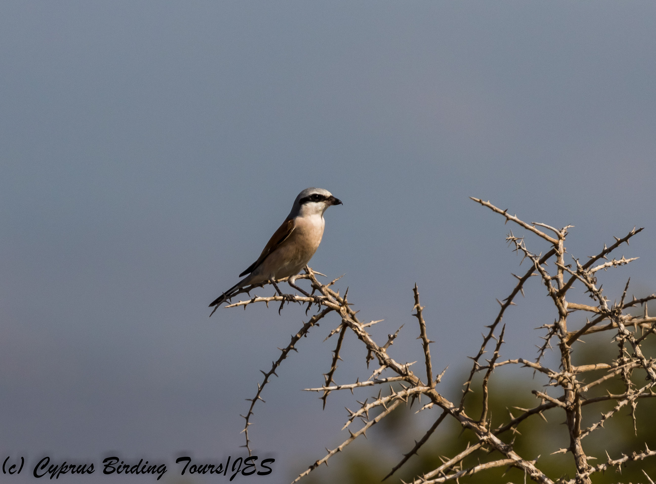 Red-backed Shrike, Akrotiri Salt Lake, 5th September 2017 (c) Cyprus Birding Tours
