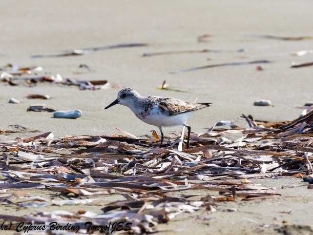 Sanderling, Larnaca 15th September 2017 (c) Cyprus Birding Tours