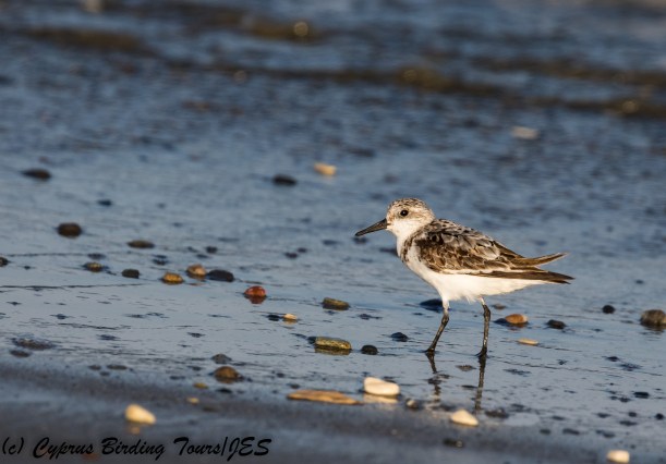 Sanderling, Spiros Beach 7th September 2017 (c) Cyprus Birding Tours