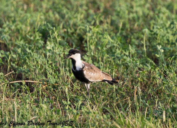 Spur-winged Lapwing juvenile , Paphos Sewage Plant 21st September 2017 (c) Cyprus Birding Tours
