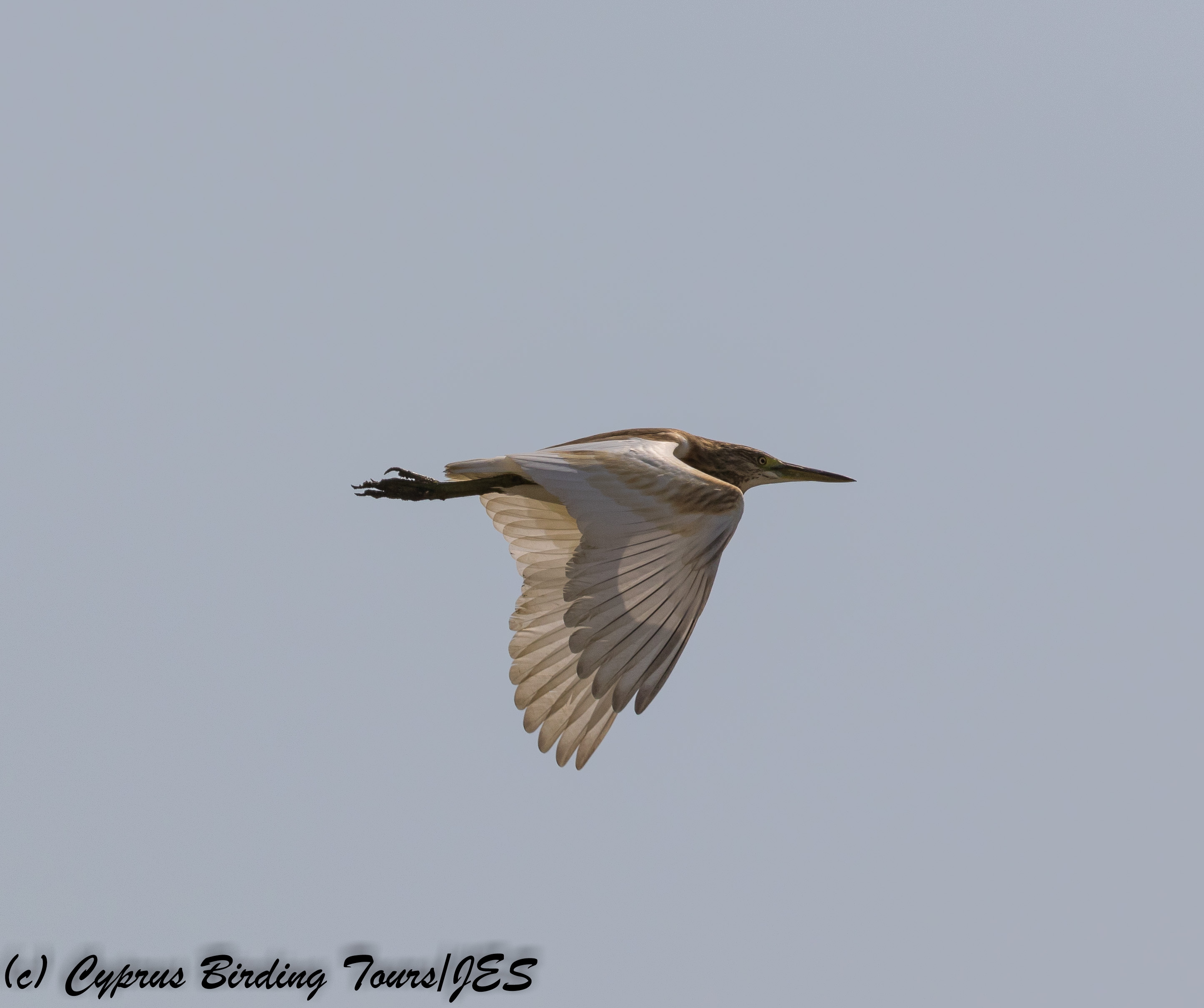 Squacco Heron, Larnaca 15th September 2017 (c) Cyprus Birding Tours