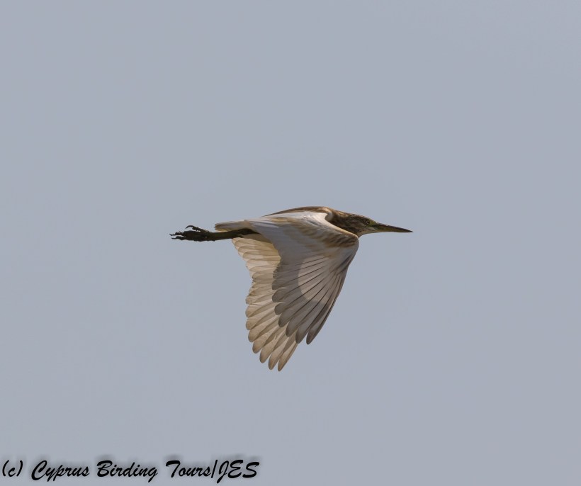 Squacco Heron, Larnaca 15th September 2017 (c) Cyprus Birding Tours