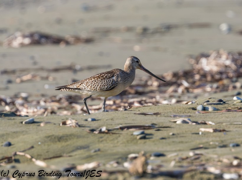 Bar-tailed Godwit, Meneou 20th October 2017 (c) Cyprus Birding Tours